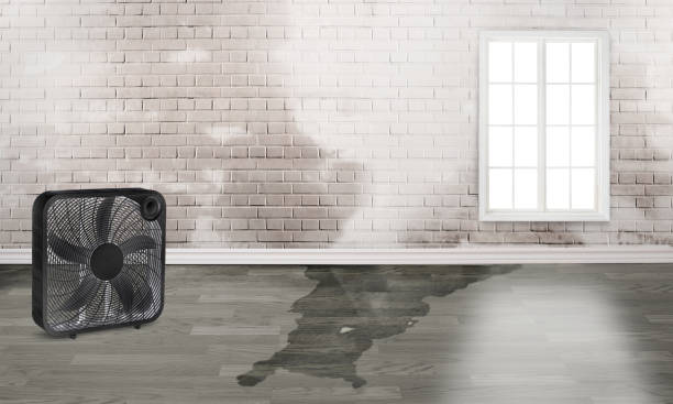 Best Flood restoration services  in Troy, TN