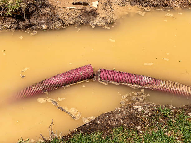 Best Local water damage restoration  in Troy, TN