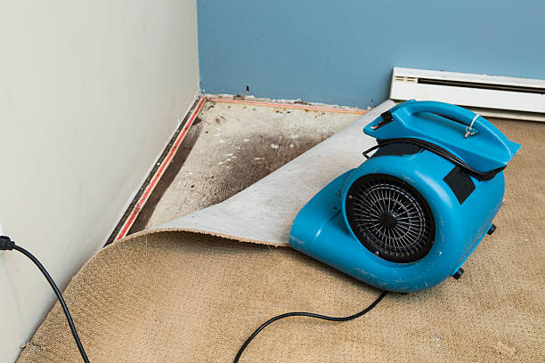 Best Basement water damage restoration  in Troy, TN